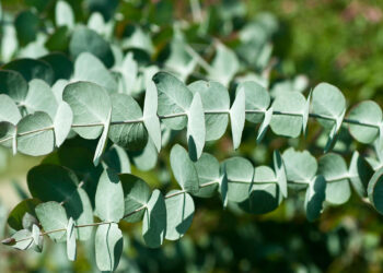 Eucalyptus: A Diverse and Fascinating Genus of Flowering Plants